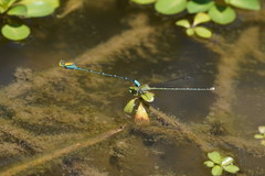Pseudagrion aureofrons