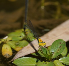 Pseudagrion aureofrons