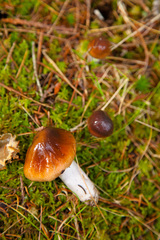 Hymenopellis sinapicolor