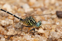 Austrogomphus cornutus