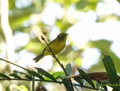 Phylloscopus burkii