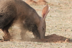 Aardvark photo 5