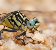 Austrogomphus cornutus