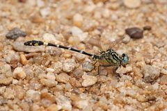 Austrogomphus cornutus