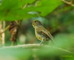 Niltava macgrigoriae