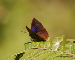 Surendra quercetorum