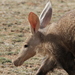 Southern Aardvark - Photo (c) kevinjolliffe, some rights reserved (CC BY-NC), uploaded by kevinjolliffe