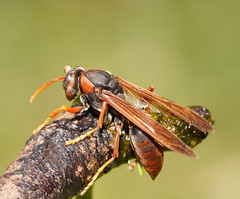 Polistes erythrinus