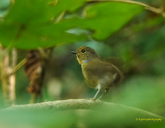 Niltava macgrigoriae