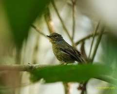 Niltava macgrigoriae