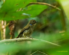 Niltava macgrigoriae