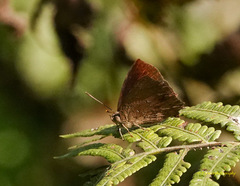 Surendra quercetorum