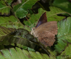 Surendra quercetorum