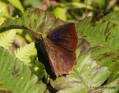 Surendra quercetorum