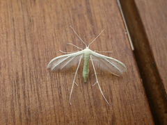 Pterophorus albidus