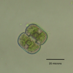 Cosmarium pseudoornatum