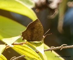 Surendra quercetorum