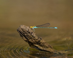 Pseudagrion aureofrons