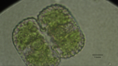 Cosmarium pseudoornatum