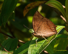 Charaxes psaphon