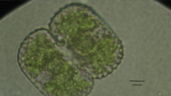 Cosmarium pseudoornatum