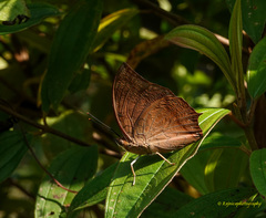 Charaxes psaphon