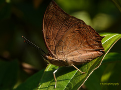 Charaxes psaphon