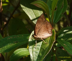 Charaxes psaphon