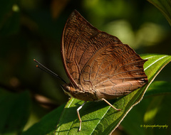 Charaxes psaphon