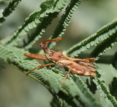 Veledella raptrix