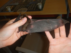 Miniopterus natalensis