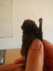 Miniopterus natalensis