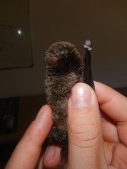 Miniopterus natalensis