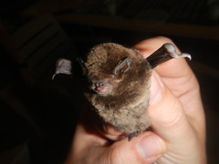 Miniopterus natalensis