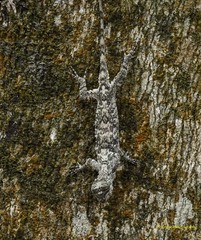 Draco maculatus maculatus