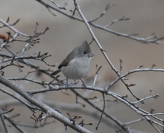 Baeolophus inornatus