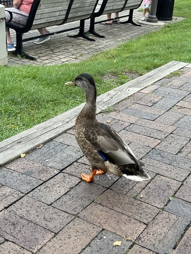 Mallard photographed in New York