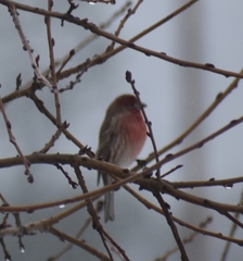Haemorhous mexicanus