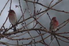 Haemorhous mexicanus