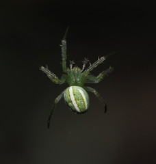 Araneus ginninderranus