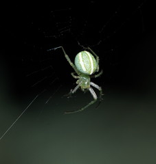 Araneus ginninderranus
