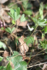 Corydalis intermedia