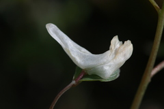 Corydalis intermedia