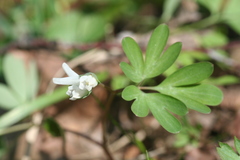 Corydalis intermedia