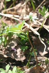 Corydalis intermedia