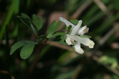 Corydalis intermedia