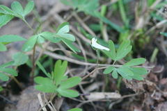 Corydalis intermedia
