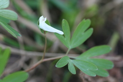 Corydalis intermedia