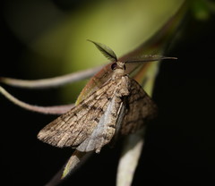 Lipogya exprimataria