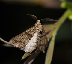 Lipogya exprimataria